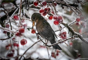 ARCHIV - 18.01.2024, Hessen, Frankfurt/Main: Ein Vogel interessiert sich in einem Frankfurter Garten für die Früchte eines Zierapfelbaumes, die allerdings mit einem dünnen Eispanzer überzogen sind. (zu dpa: «Naturschützer rufen zum Zählen der Wintervögel auf») Foto: Frank Rumpenhorst/dpa +++ dpa-Bildfunk +++