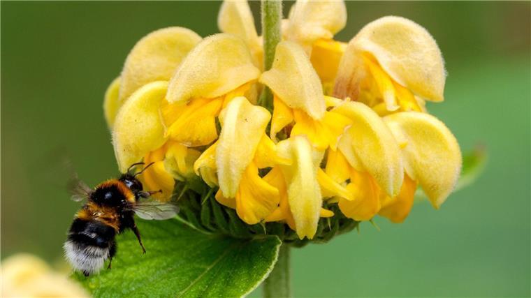 Für die Wissenschaft: aktuelle Bilder von Hummeln gesucht Ob im Garten oder Park: Bundesweit wird zum Zählen von Hummeln aufgerufen. (Archivbild)