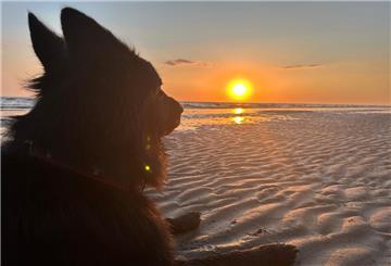 Ein Hund liegt am Strand im Sand und schaut zur untergehenden Sonne.