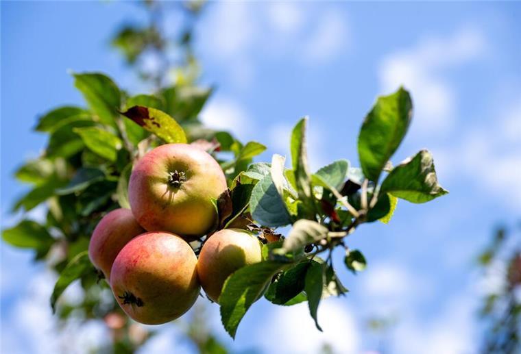 Obst ist lecker - und kann in Beverstedt an bestimmten Stellen geerntet werden.