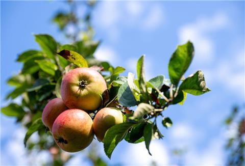 Obst ist lecker - und kann in Beverstedt an bestimmten Stellen geerntet werden.