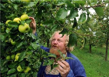 Obstbauer Eckart Brandt erntet auf einer seiner Plantagen mit alten Apfelsorten bei Großenwörden (Kreis Stade) im Alten Land unbehandelte Äpfel.