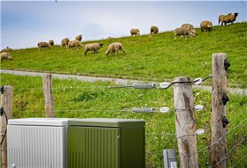 Obwohl er die empfohlene Höhe hat, konnte der Elektrozaun den Wolfsangriff auf die Deichschafe nicht verhindern.