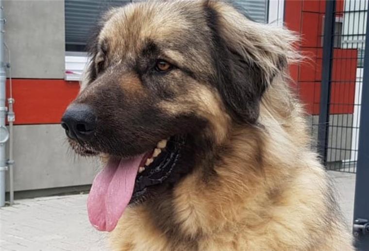 Ein Hund
