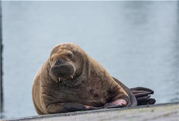 Offenbar gefällt es dem jungen Walross, das am Dienstag Baltrum im niedersächsischen Wattenmeer besuchte.