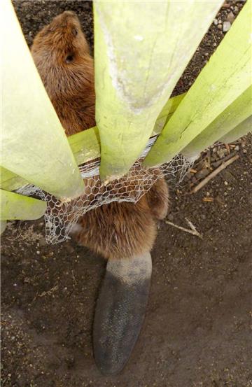 Offenbar verschätzte sich der Biber, was die Ausmaße seines Hinterteils betrifft - er passte nicht durch den Zaun. Morgens entdeckten Passanten das Tier und verständigten die Naturschützer.