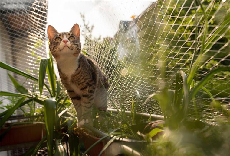 Fenstersturz-Saison: Warum Katzen im Sommer besonders gefährdet sind Offene Fenster und ungesicherte Balkone können Katzen das Leben kosten.