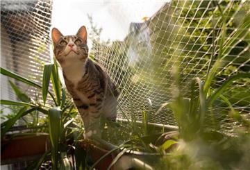 Offene Fenster und ungesicherte Balkone können Katzen das Leben kosten. 