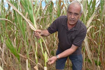 Ohne Mais nix los: Torsten von der Lieth, Landwirt aus Elmlohe, hofft, dass der kleine Kolben an der Pflanze noch wächst.