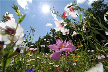 Ohne Plastiktüte einkaufen, mit dem Fahrrad zur Arbeit kommen, eine Blumenwiese (Symbolfoto) anlegen – die Stadt Geestland hat in den vergangenen Jahren viele Projekte angestoßen.