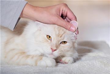 Hand fasst Katze am Ohr
