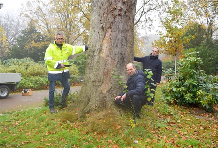 Olaf Kranz (links), Kester Kirchwehm (Mitte) und Thomas Reinicke vom Gartenbauamt inspizieren den Zustand einer Baumruine.