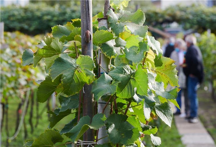 Ostfriesland beginnt mit dem Weinanbau.