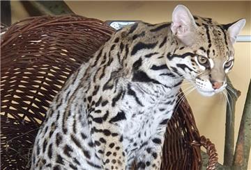 Ozelot-Kater Thiago