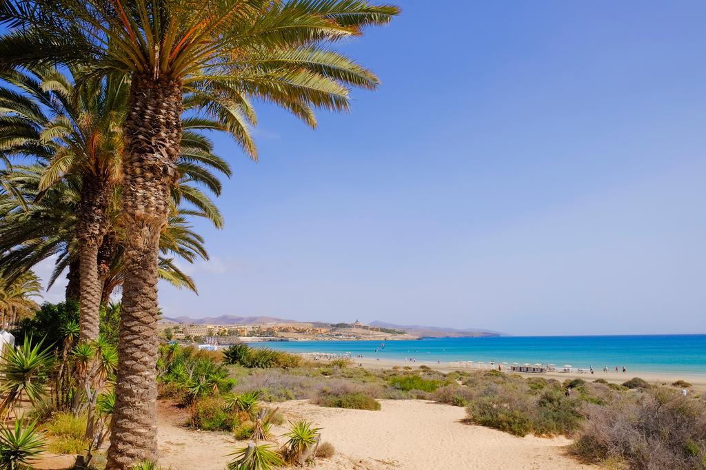Palmenidyll Costa Calma auf Fuerteventura.