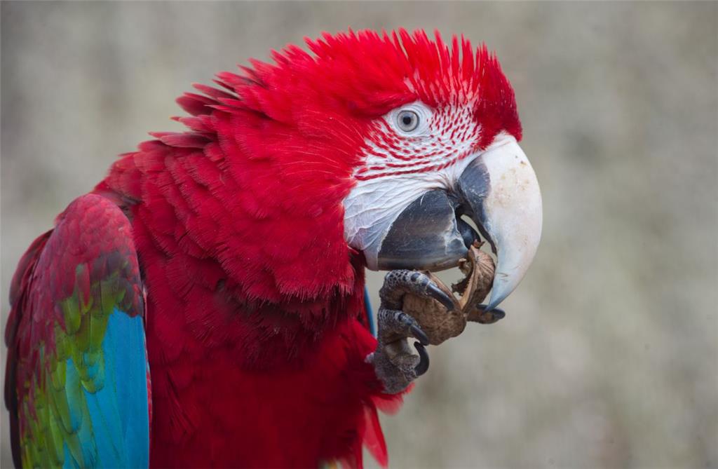 Papageien:: Kreischende Papageien sind den Nachbarn nur zwei Stunden lang am Tag zumutbar, entscheidet 2009 das Landgericht Hannover. Ein Mann aus dem niedersächsischen Springe hatte gegen den Besitzer der Vögel geklagt, die in einer Außenvoliere &quot;ohrenbetäubenden Lärm&quot; machten. Geräusche von Papageien seien anders als die einheimischer Vögel und müssten nur begrenzt geduldet werden.