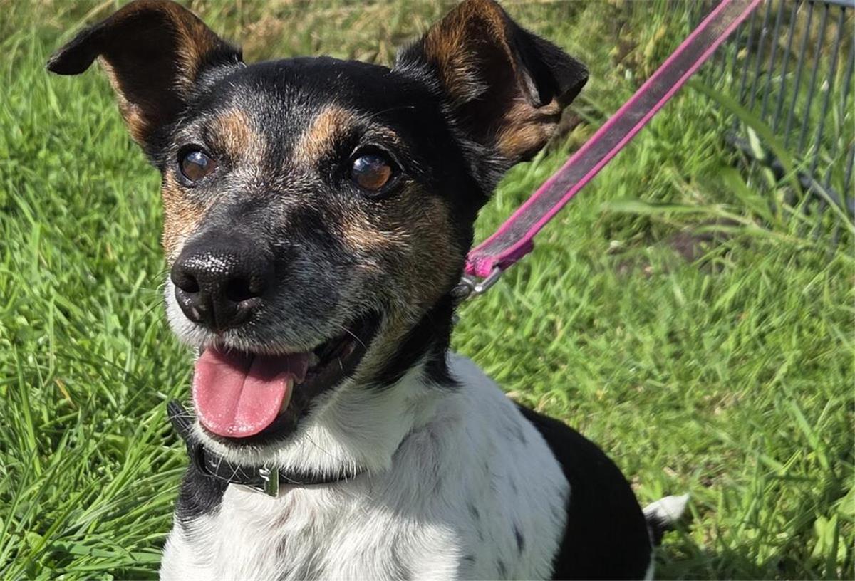 Charakterhund Paul sucht ein Zuhause ohne Kinder, aber mit klaren Grenzen Ein Hund sitzt auf einer Wiese.