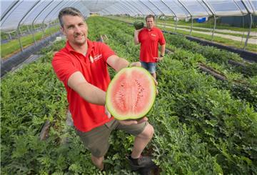 Paul Schofer (l) und Christian Hansen, Landwirte und Geschäftsführer vom Eickenhofer Spargelreich, stehen in einem Folientunnel zum Anbau vom Wassermelonen auf ihrem Hof im Landkreis Gifhorn.
