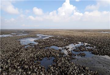 Pazifische Austern im Wattenmeer.