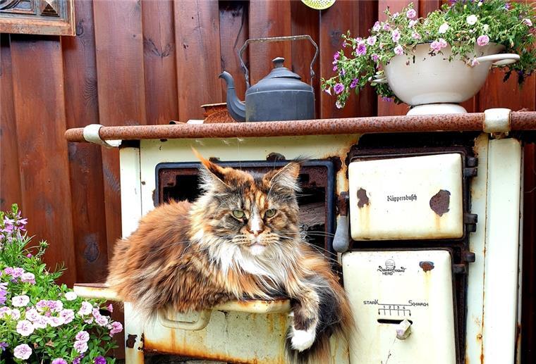 Katze Peaches