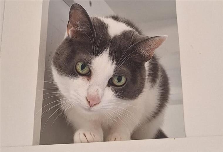 Penelope (etwa 2009 geboren) ist eine ältere Katzendame