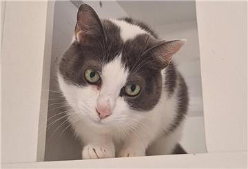 Penelope (etwa 2009 geboren) ist eine ältere Katzendame
