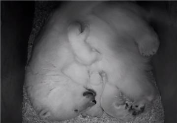 Per Live-Schalte in die Wurfhöhle: Das gibt's jetzt im Zoo am Meer.