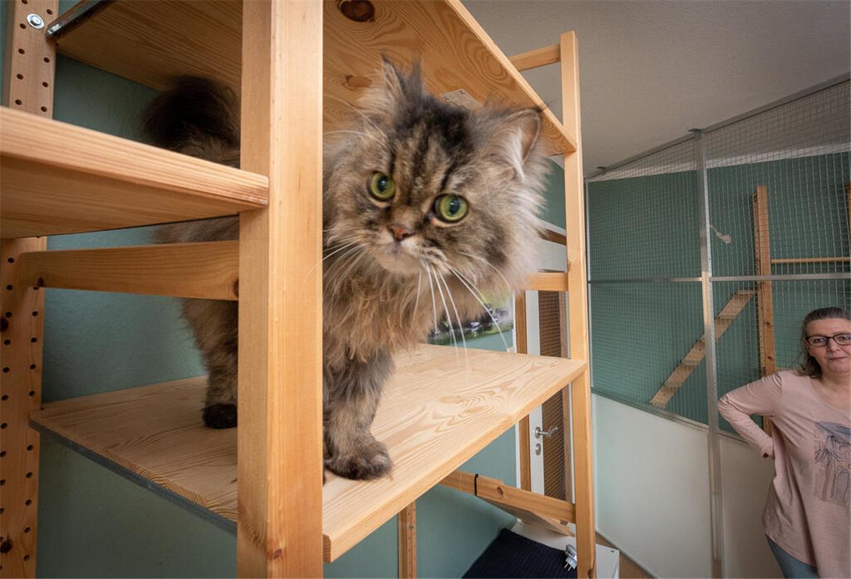In „Gismos Inn“ machen Bremerhavens Katzen Urlaub Perserkater Gizmo, der nach dem verstorbenen Maine-Coon-Kater „Gismo“ das zweite „Maskottchen“ des Katzenhotels „Gismos Inn“ ist, mit Frauchen Ute Kellmer.