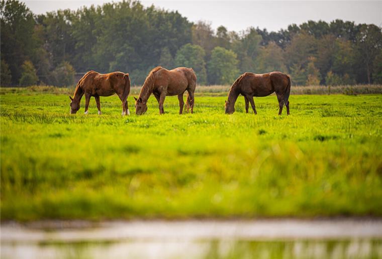 Geht in Bremen ein Pferdeschlitzer um? Schon drei Tiere schwer verletzt Pferde auf einer Weide (Symbolbild)