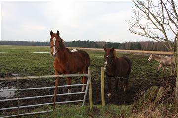 Pferde auf einer Winterweide bei Beverstedt. Foto Gehrke 