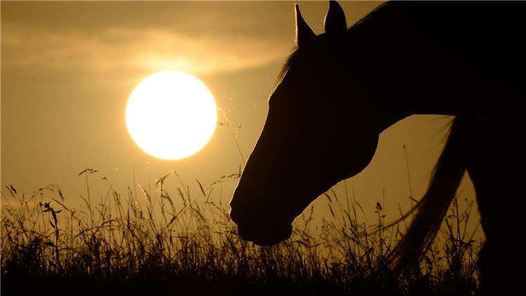 Ein Pferd mit gesengtem Kopf weidet vor der untergehenden Sonne.