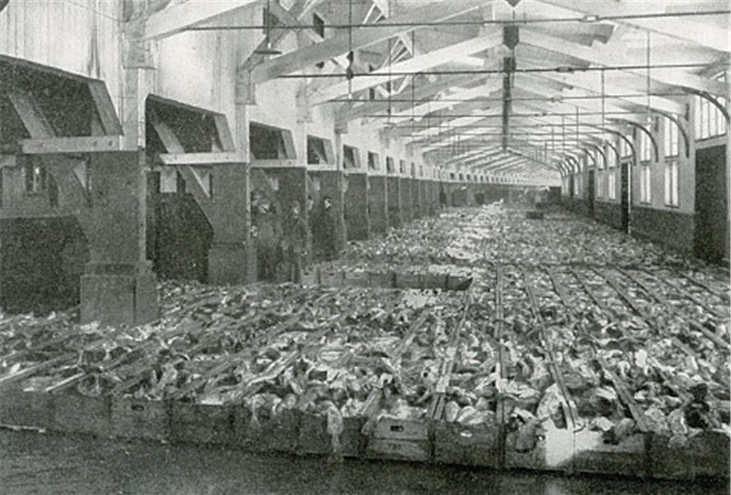 Historische Aufnahmen vom Fischereihafen