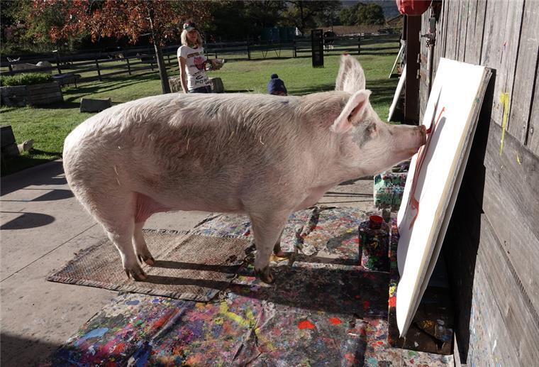 Pigcasso, ein malendes Schwein aus Südafrika, malt ein Bild.