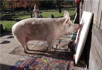 Pigcasso, ein malendes Schwein aus Südafrika, malt ein Bild.