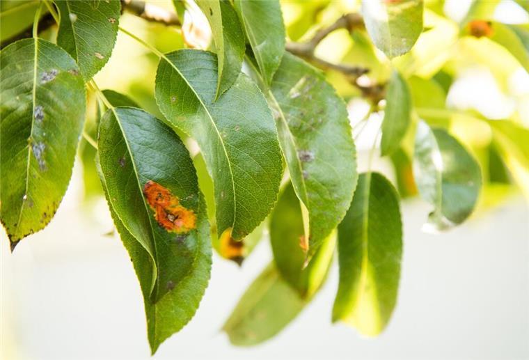 Pilzbefall im Garten: Diese Hausmittel retten befallene Pflanzen Blätter mit einem Pilzbefall.