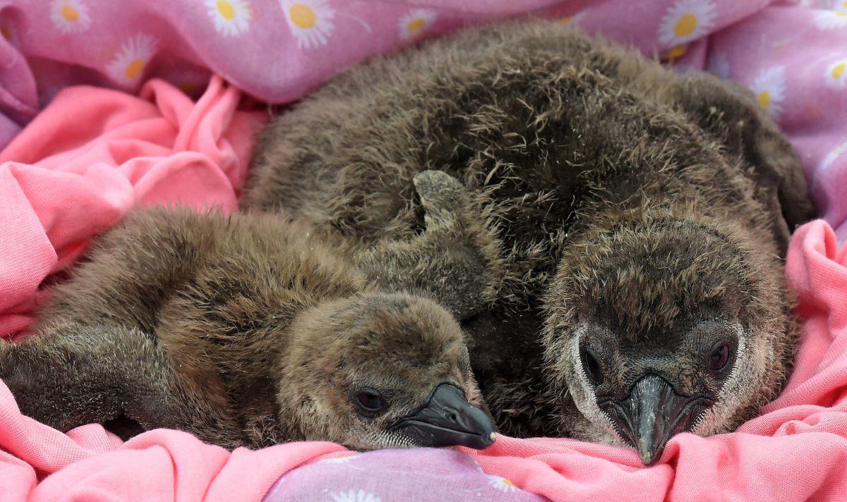 Pinguine leben monogam, manchmal paaren sie sich aber auch mit anderen Weibchen. Auch gleichgeschlechtliche Beziehungen sind keine Seltenheit. 

