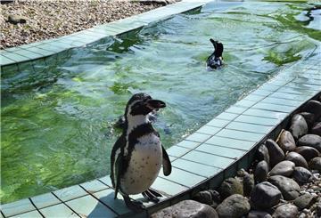 Pinguine spielen im Wasser.