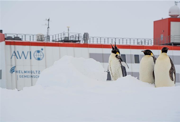 Arbeiten am Südpol: Braker ist auf der Neumayer-Station Pinguine vor der Neumayer-Station: Michael Trautmann ist begeistert, die Tiere in freier Natur erleben zu können.