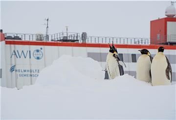 Pinguine vor der Neumayer-Station: Michael Trautmann ist begeistert, die Tiere in freier Natur erleben zu können.