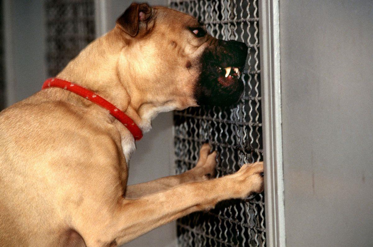 Geestemünde: Pitbull-Mischling beißt 44-Jährigen ins Bein Pit Bull Terrier wie dieser können aufgrund ihres starken Kiefers gefährlich für den Menschen werden. Ob sie aggressiv sind, hängt aber in erster Linie vom Halter ab.