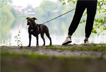Ein Hund steht angeleint an einem Gewässer