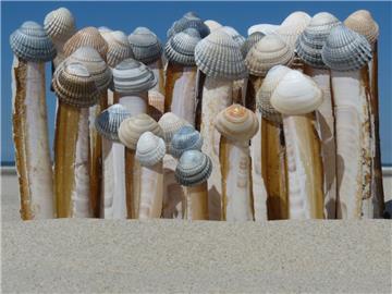 Platz zwei: &quot;Muschelauflauf&quot; von Nicole Ollhoff.