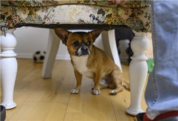 Ein Chihuahua versteckt sich unter einem Sessel.