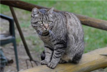 Katze