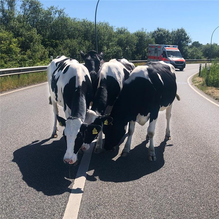 Plötzlich stehen da Rinder auf dem Autobahnzubringer Grimsbystraße in Bremerhaven.