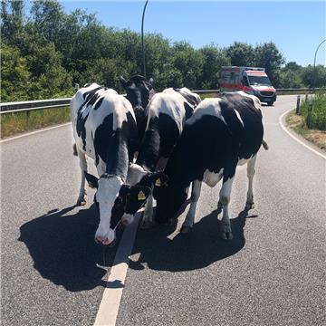 Plötzlich stehen da Rinder auf dem Autobahnzubringer Grimsbystraße in Bremerhaven.