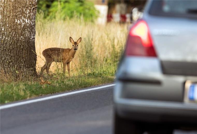 Plötzlich über die Bundesstraße wechselndes Damwild verursachte einen Unfall zwischen Wehldorf und Brüttendorf.