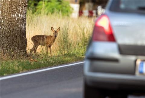 Plötzlich über die Bundesstraße wechselndes Damwild verursachte einen Unfall zwischen Wehldorf und Brüttendorf.