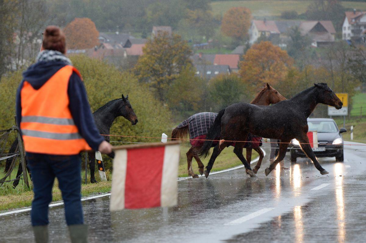 Polizei mahnt zur Vorsicht: In der Wesermarsch gelangen derzeit viele Tiere, die von ihren Weideflächen ausbrechen, auf die Fahrbahn.