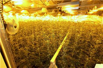 Polizei, Zoll und Staatsanwaltschaft haben in Bremen eine Marihuana-Plantage ausgehoben.